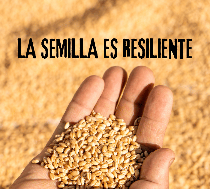 La Resiliencia de la Semilla: Reflexiones sobre el Evangelio y Nuestra Responsabilidad Cristiana